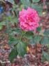Amica rose photo