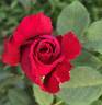 Because She Served rose photo