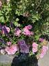 Carefree Beauty rose photo