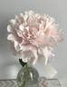 Monsieur Charles Lêveque peony photo