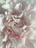 Monsieur Charles Lêveque peony photo