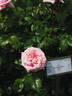 ORA 183-488 rose photo