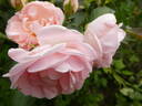Astrid Lindgren rose photo