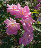 Cornelis Vreeswijk rose photo