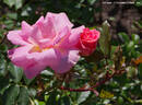 Cornelis Vreeswijk rose photo