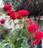 Out of Rosenheim rose photo