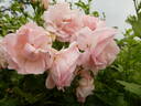 Astrid Lindgren rose photo