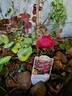 Cherry Bonica rose photo