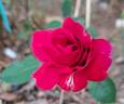 Elegance rose photo