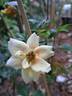Glorious Babylon Eyes rose photo
