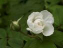 Botzaris rose photo