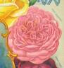 Pink Soupert rose photo