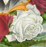 The Queen (Tea, Dingee rose photo
