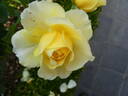 Jean Robie rose photo