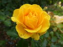Gold Reef ® rose photo