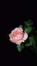 Kölner Flora rose photo