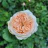 Antico Amore rose photo