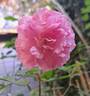 The Mayflower rose photo