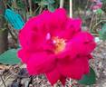 Elegance rose photo