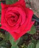 Kardinal 85 ™ rose photo