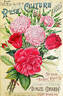 Princess Bonnie rose photo