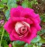 Cherries rose photo