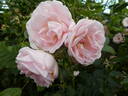 Astrid Lindgren rose photo