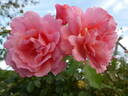 Alibaba rose photo