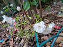 Sea Foam rose photo