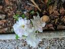 Sea Foam rose photo