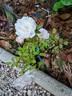 Sea Foam rose photo