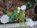 Sea Foam rose photo