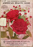 Climbing American Beauty rose photo
