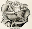 Souvenir d'un Ami rose photo