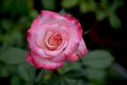 Vernon Rickard rose photo