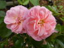 Bailando rose photo