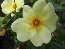 Apple Jack rose photo