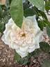 Full Sail rose photo