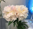 Brother Chuck peony photo