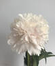 Brother Chuck peony photo
