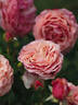 Orange Sunrise rose photo