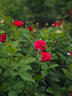 KO 14/4566-07 rose photo