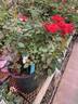 Chipotle rose photo