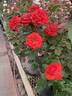 Chipotle rose photo