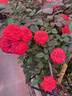 Chipotle rose photo