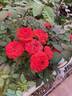 Chipotle rose photo