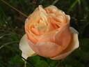 Tropicana rose photo