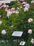 RT 15-539 rose photo