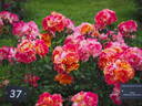 17.16.3780.01 rose photo