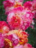 17.16.3780.01 rose photo